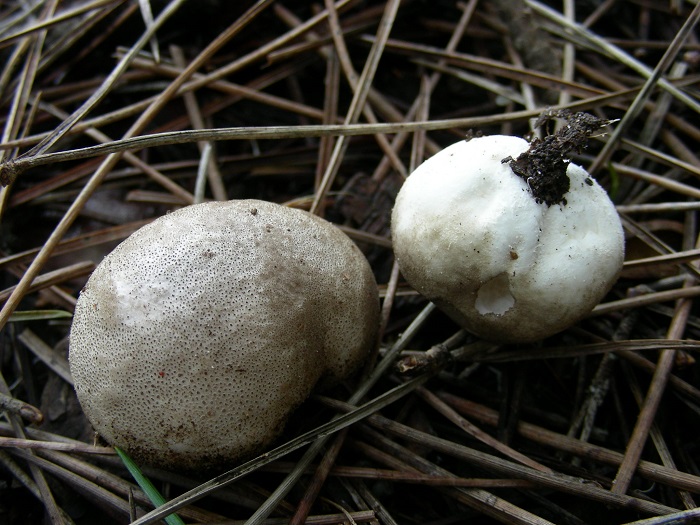 596 Febbraio vecchio ritrovamento